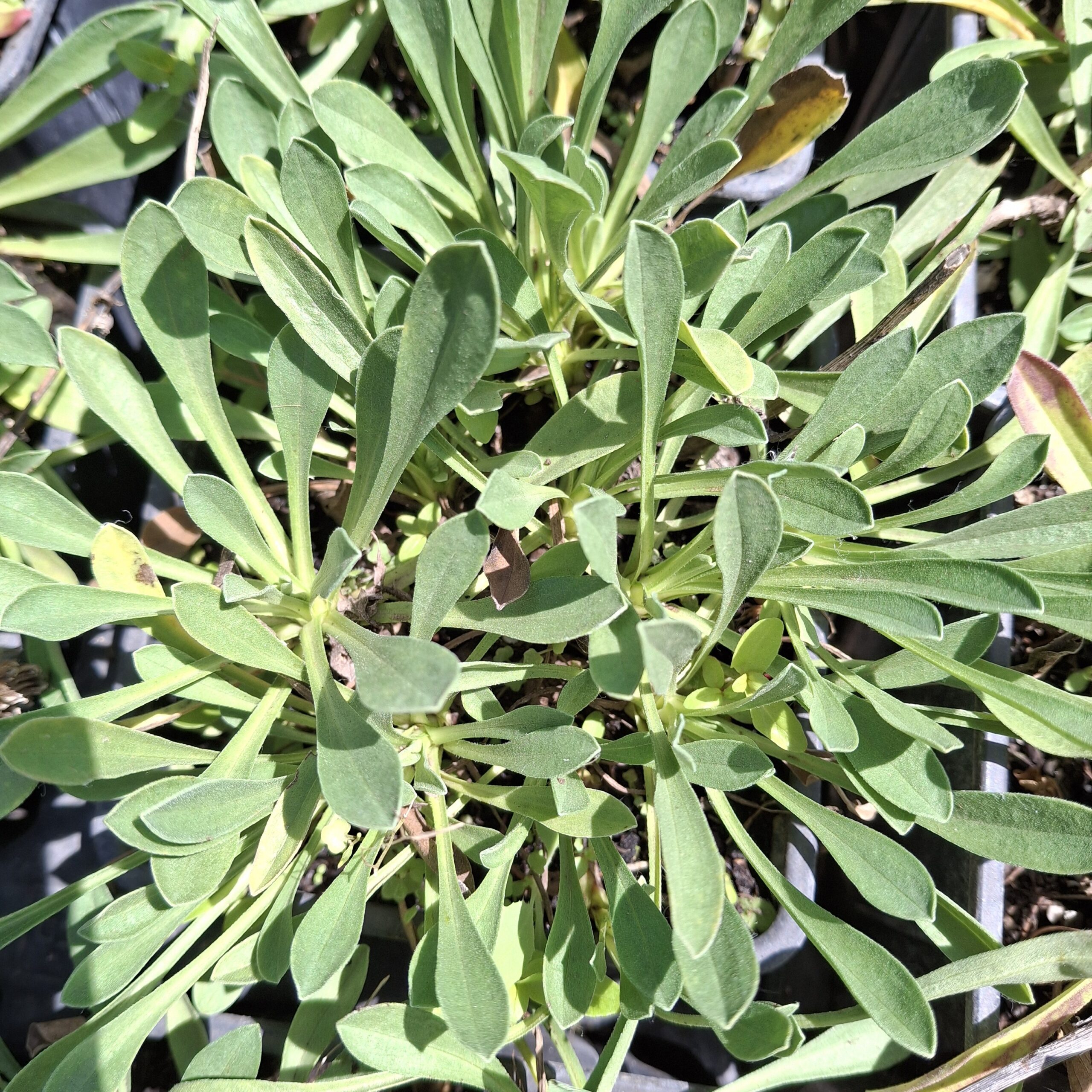 Aster alpinus 'Goliat' - Imagen 4