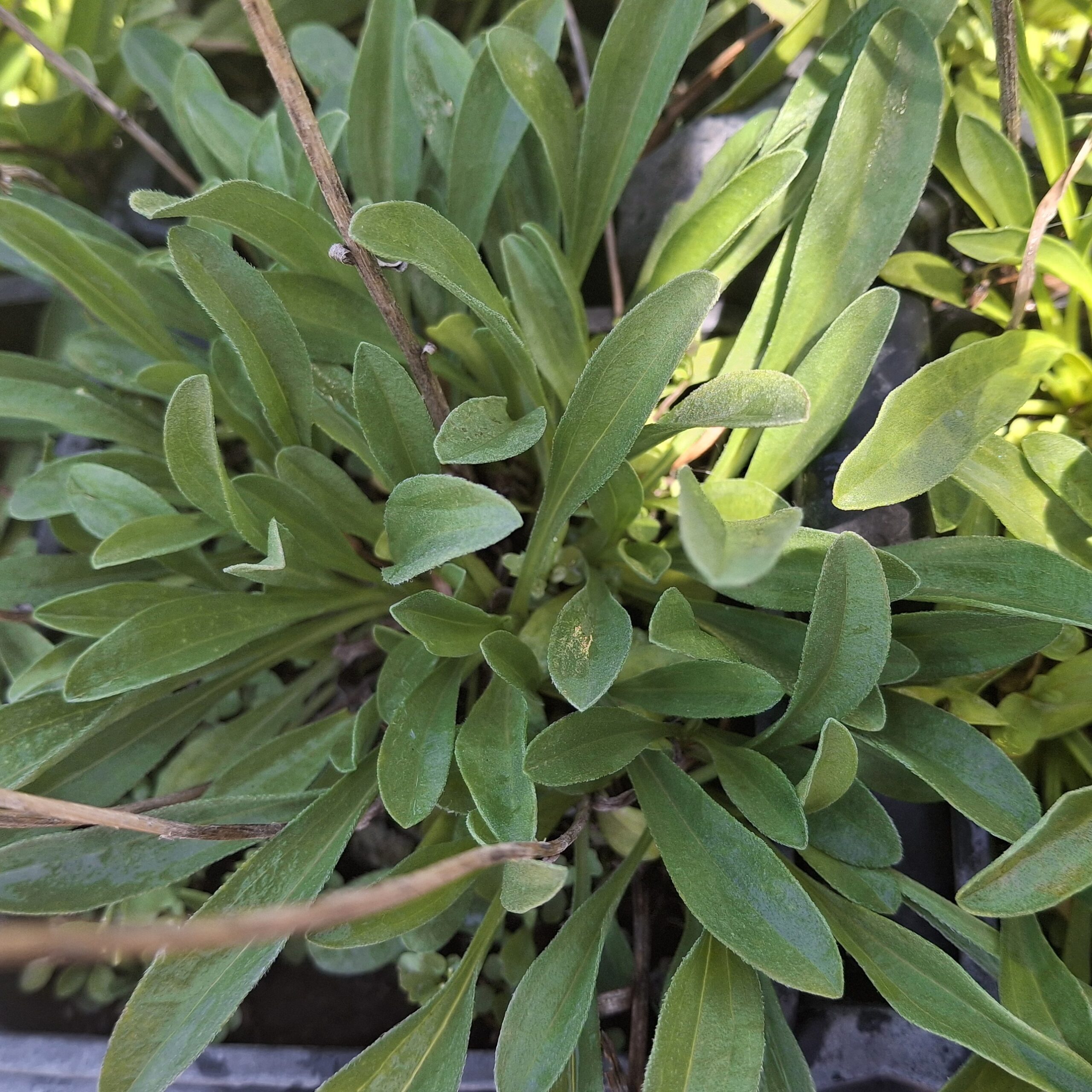 Aster alpinus 'Goliat' - Imagen 2