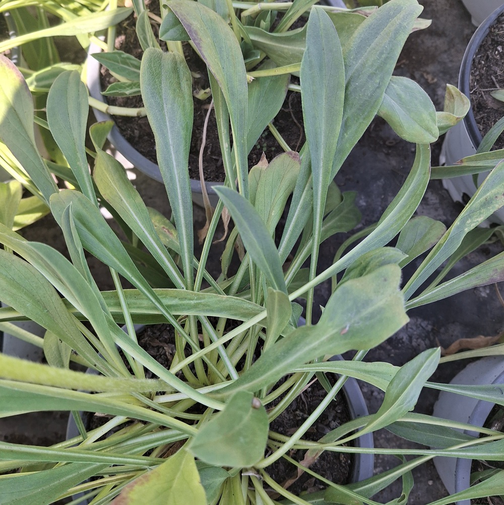 Scabiosa caucasica 'Deep Blue' - Imagen 3