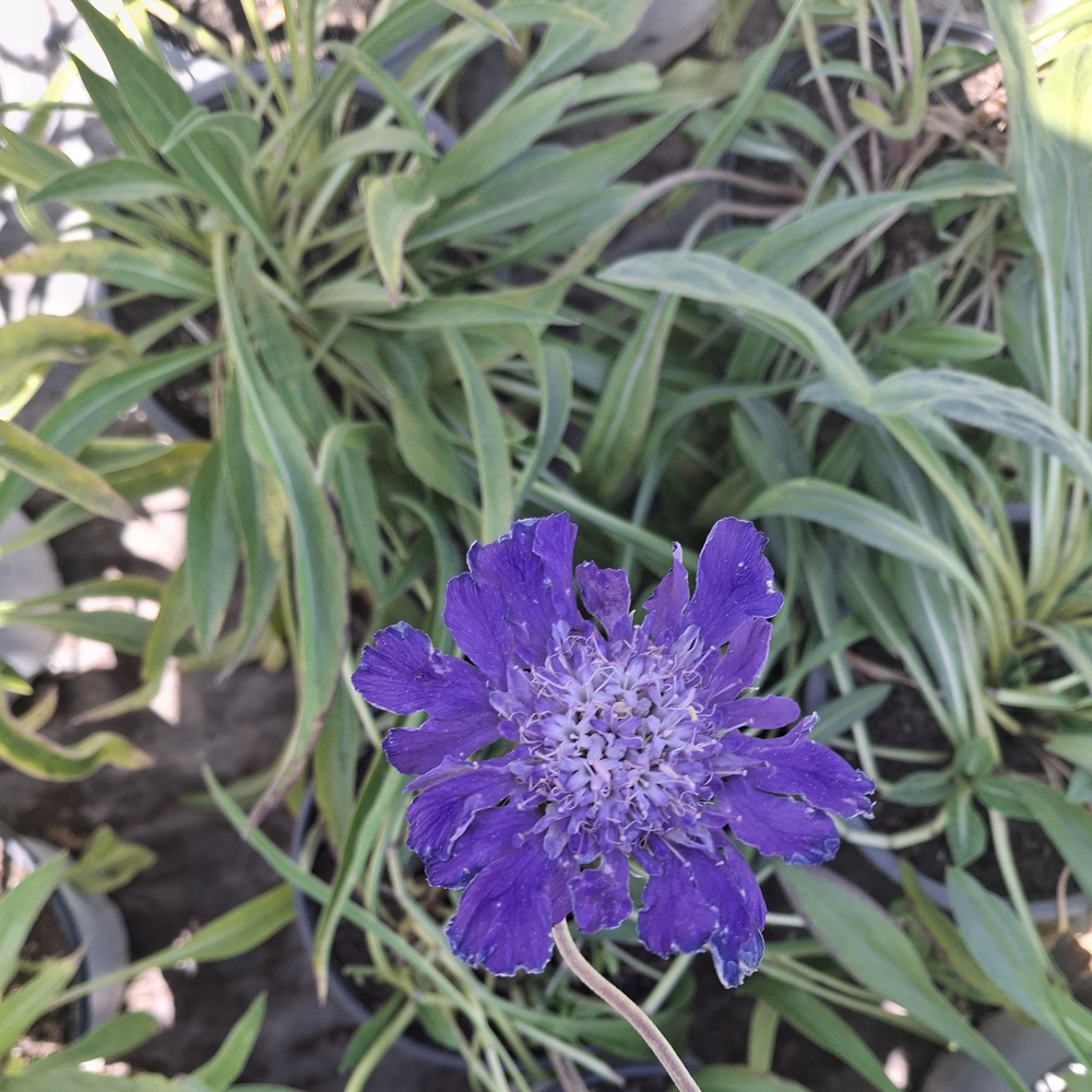 Scabiosa caucasica 'Deep Blue' - Imagen 2