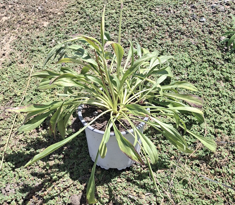 Scabiosa caucasica 'Deep Blue' - Imagen 4