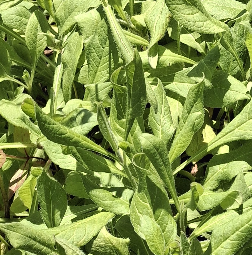 Knautia macedonica - Imagen 2