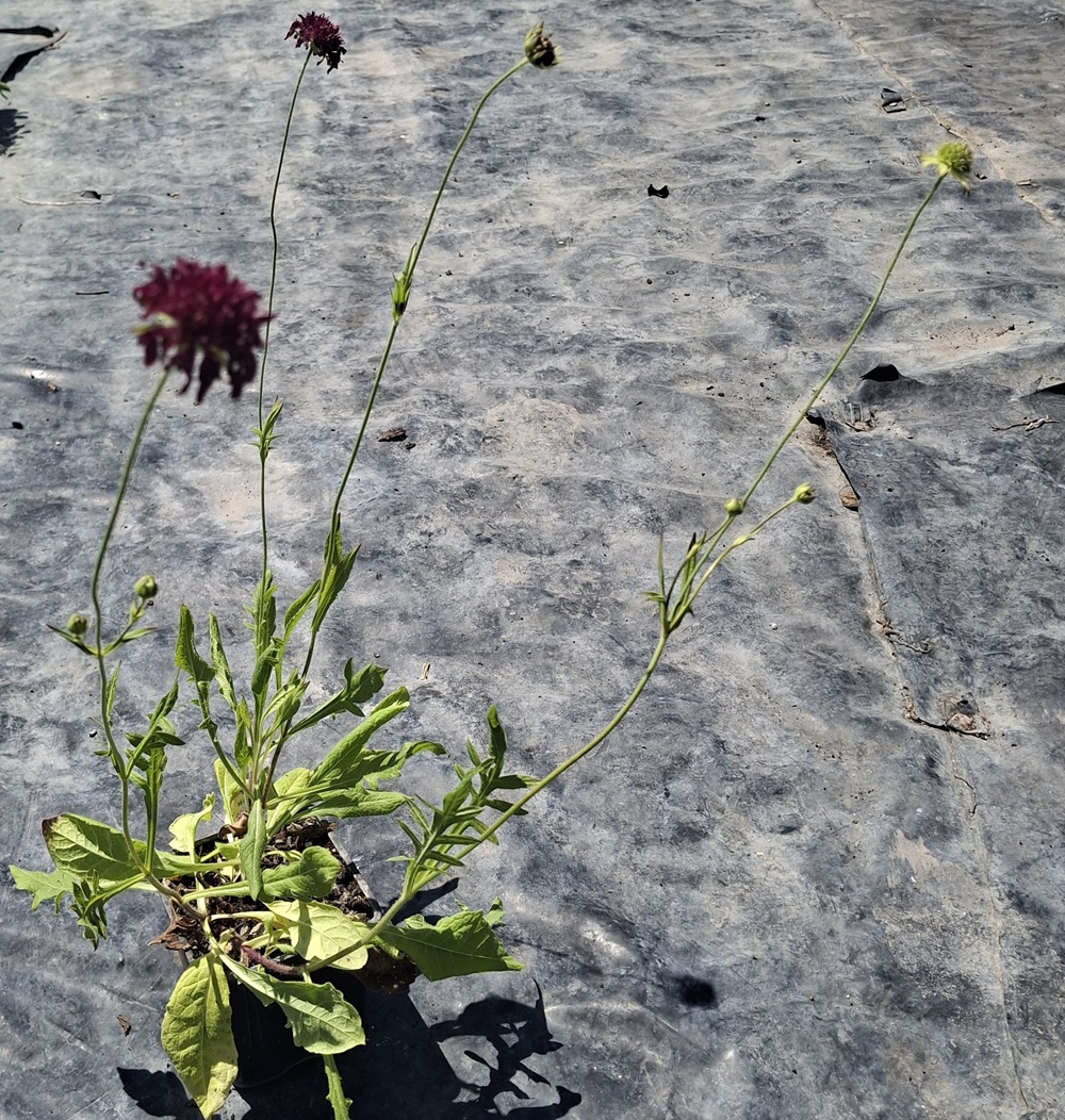 Knautia macedonica - Imagen 3