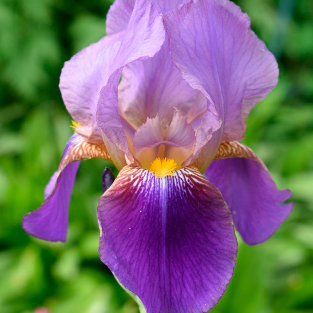 Iris germanica 'Lent a Williamson'