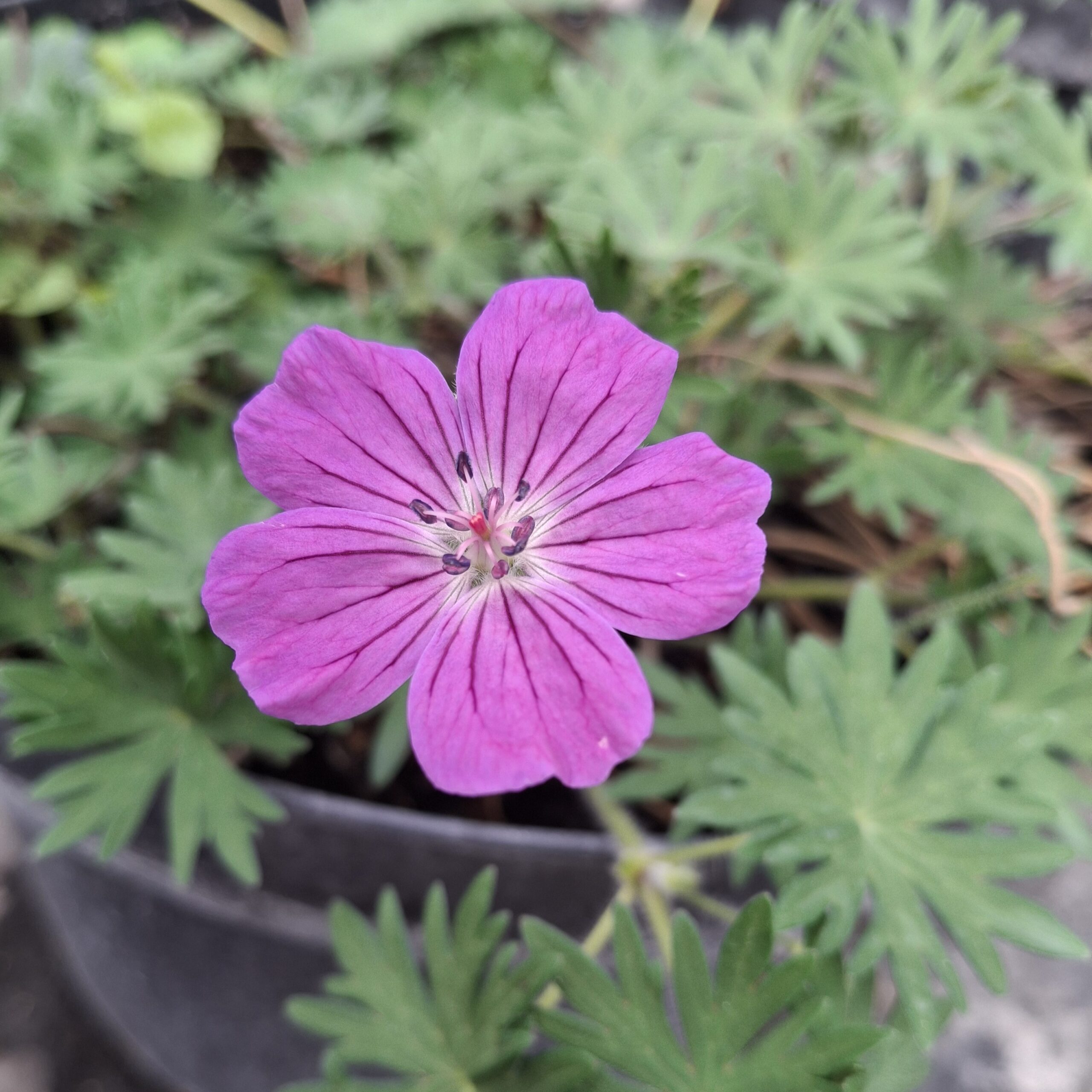 Geranium sanguineum 'Vision Violet' - Imagen 2