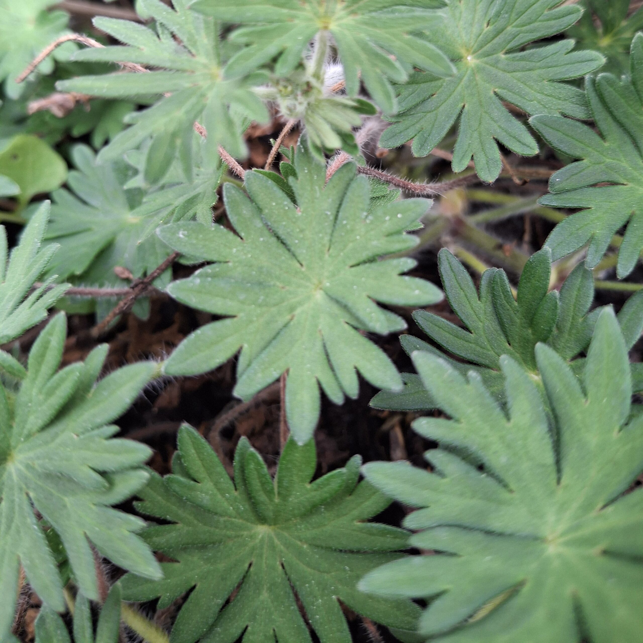Geranium sanguineum 'Vision Violet' - Imagen 3