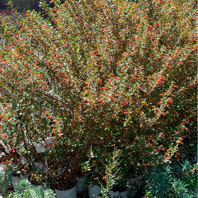 Cuphea micropetala - Imagen 4