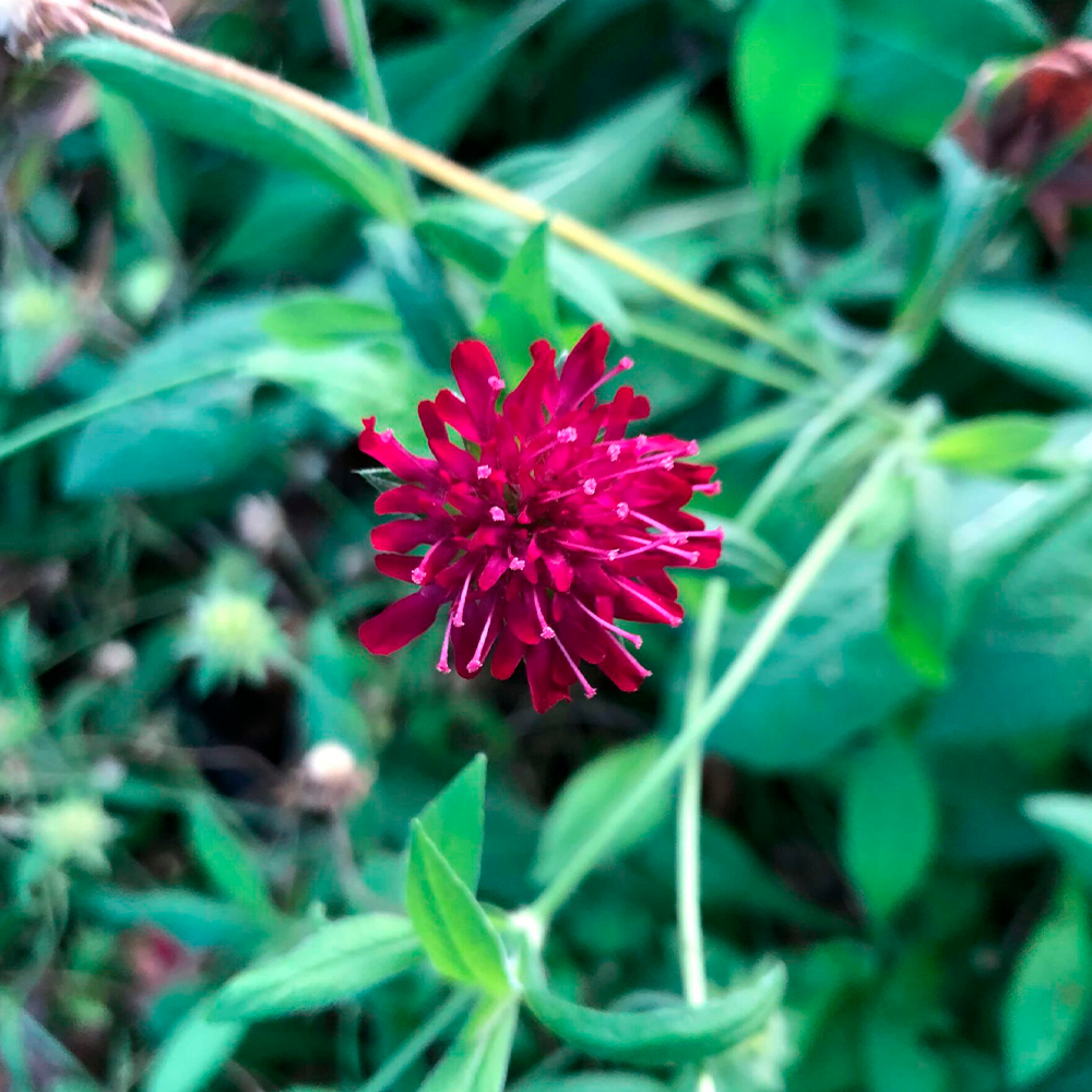 Knautia macedonica