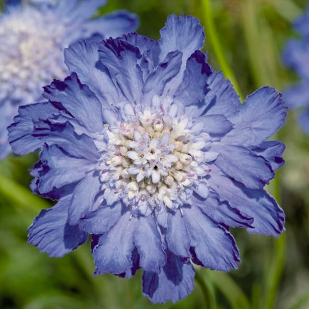 Scabiosa caucasica 'Deep Blue'