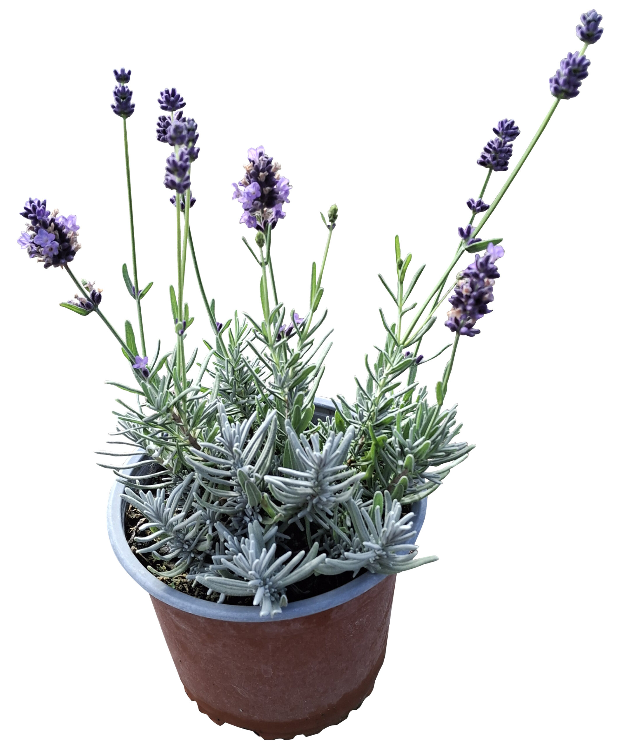 Lavandula angustifolia 'Cleo Patio' - Imagen 4