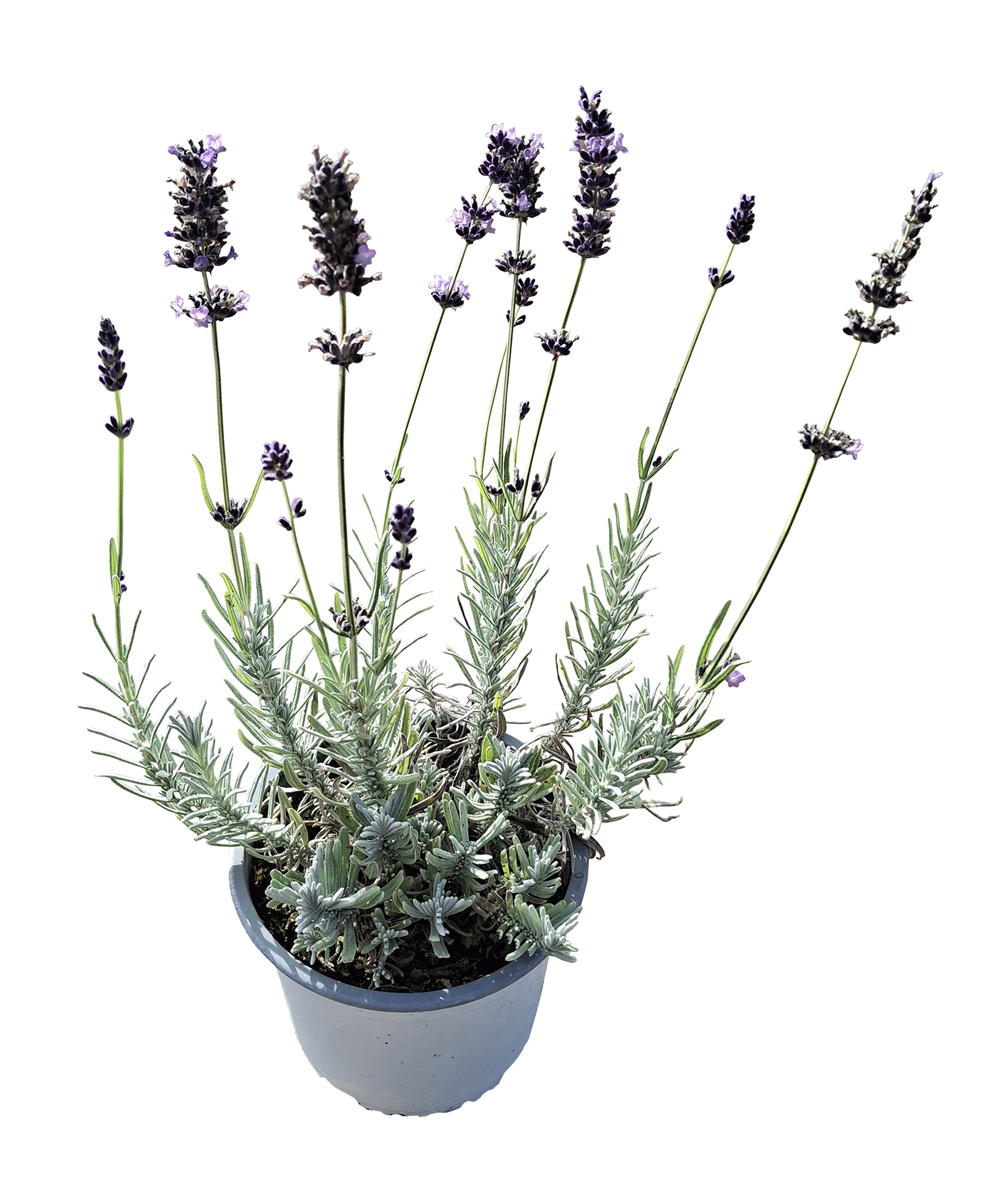 Lavandula angustifolia 'Munstead' - Imagen 4