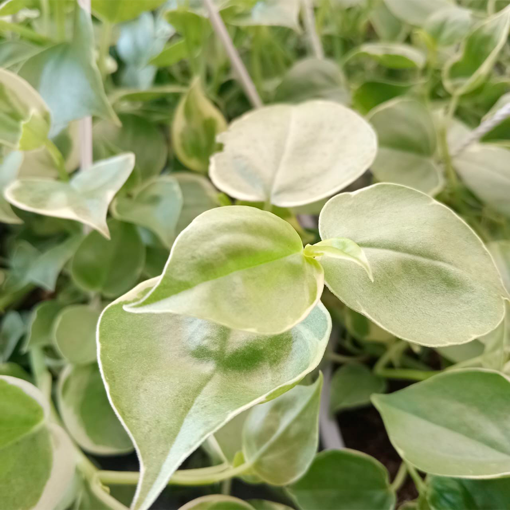 Peperomia scandens 'Variegata'