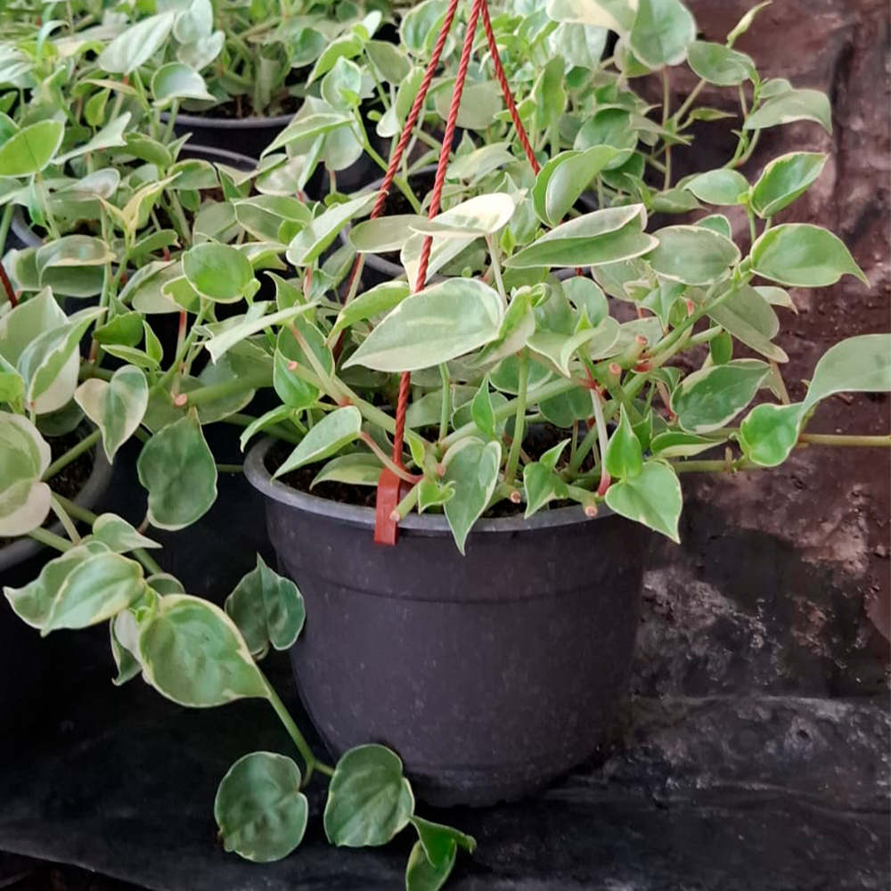 Peperomia scandens 'Variegata' - Imagen 2