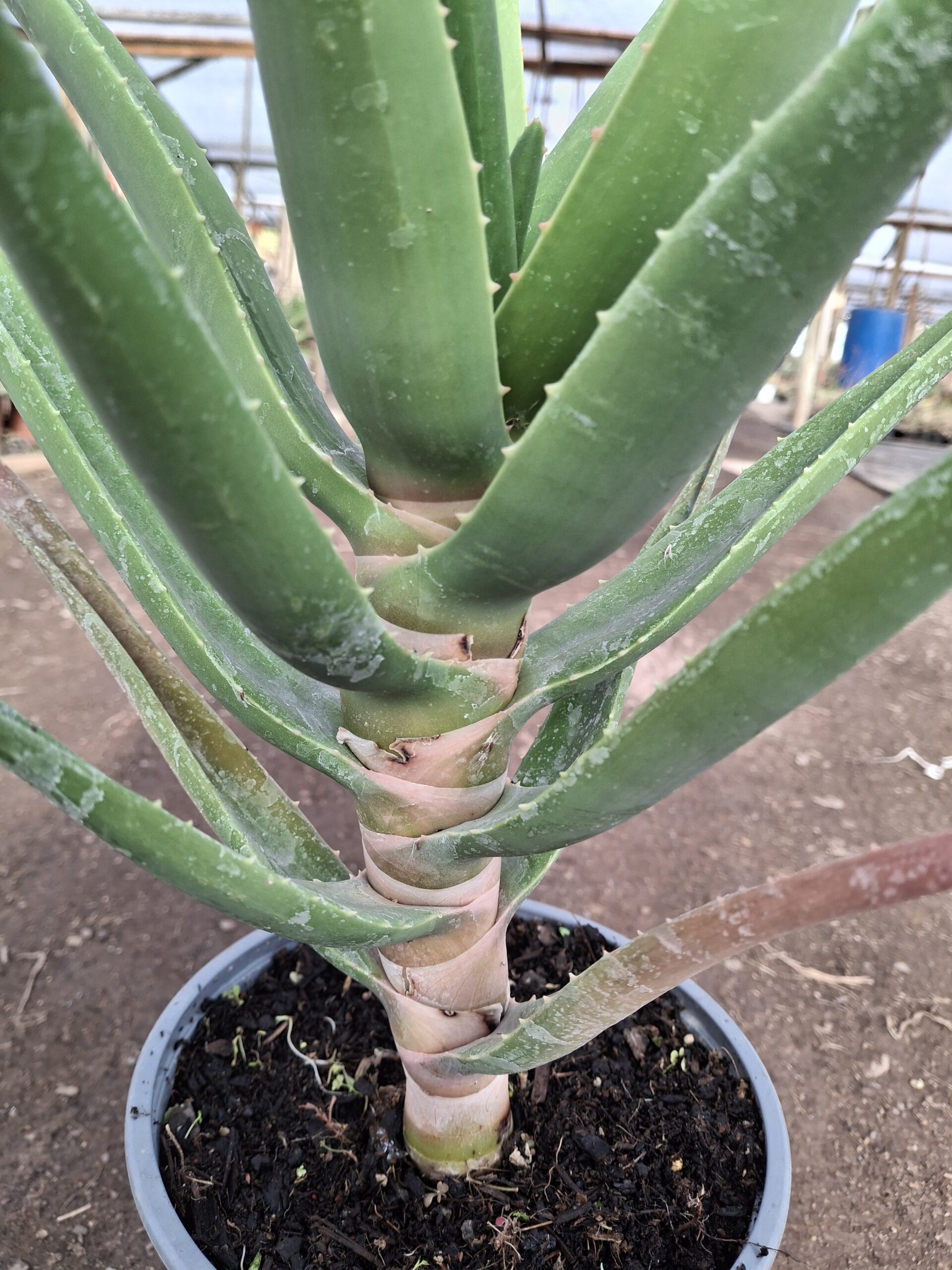 Aloe 'Hercules' - Imagen 3