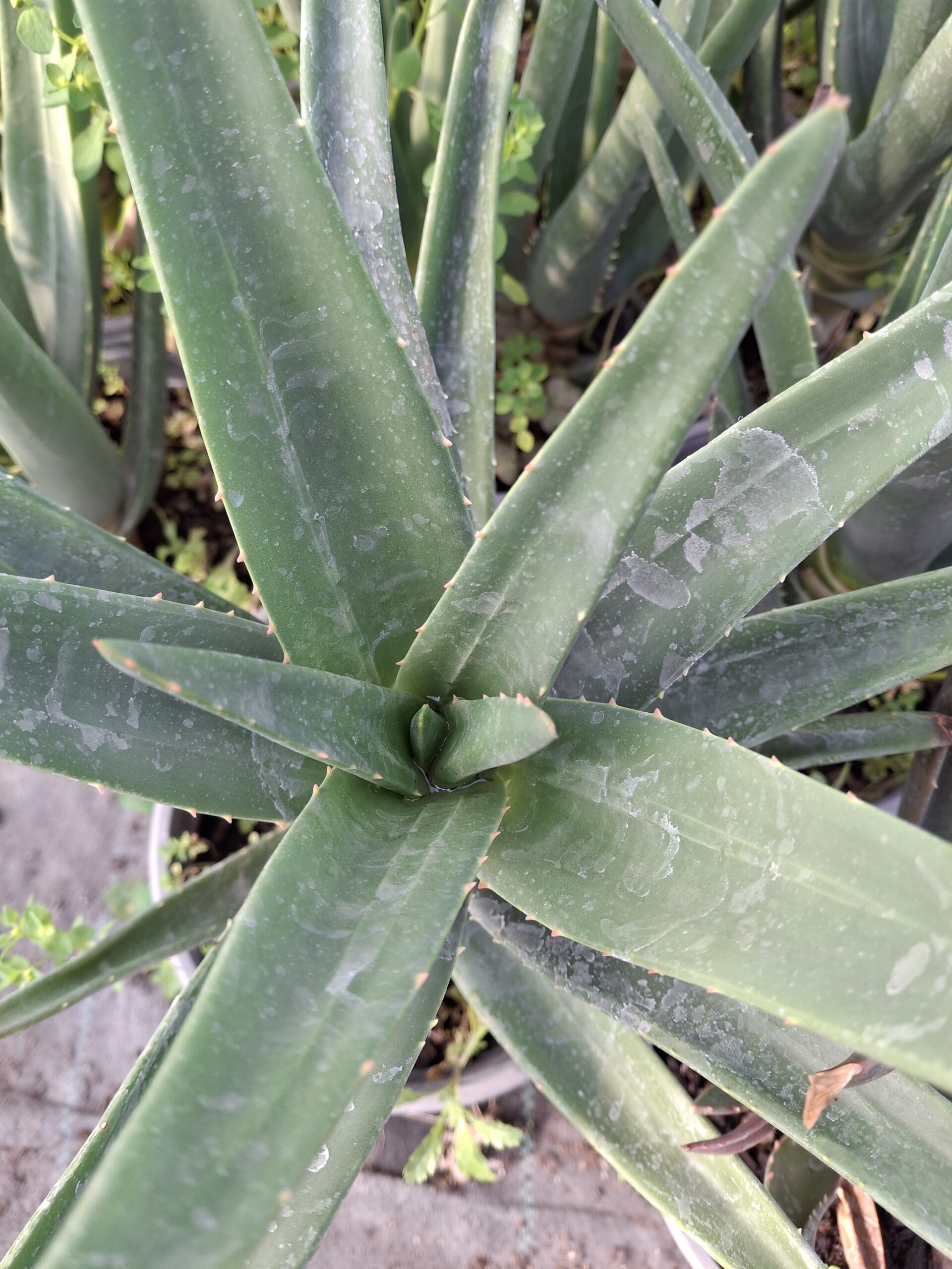 Aloe 'Hercules' - Imagen 2