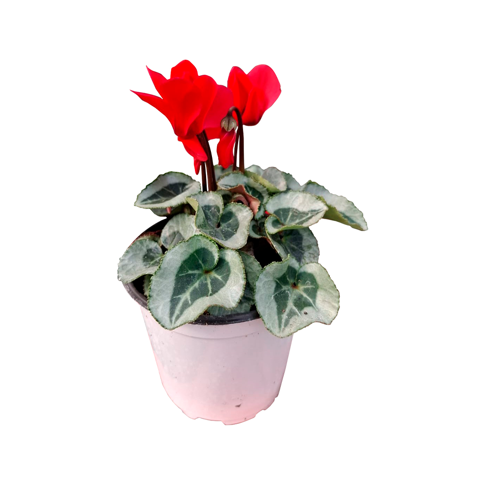 Cyclamen "Mini Friend" - Imagen 6