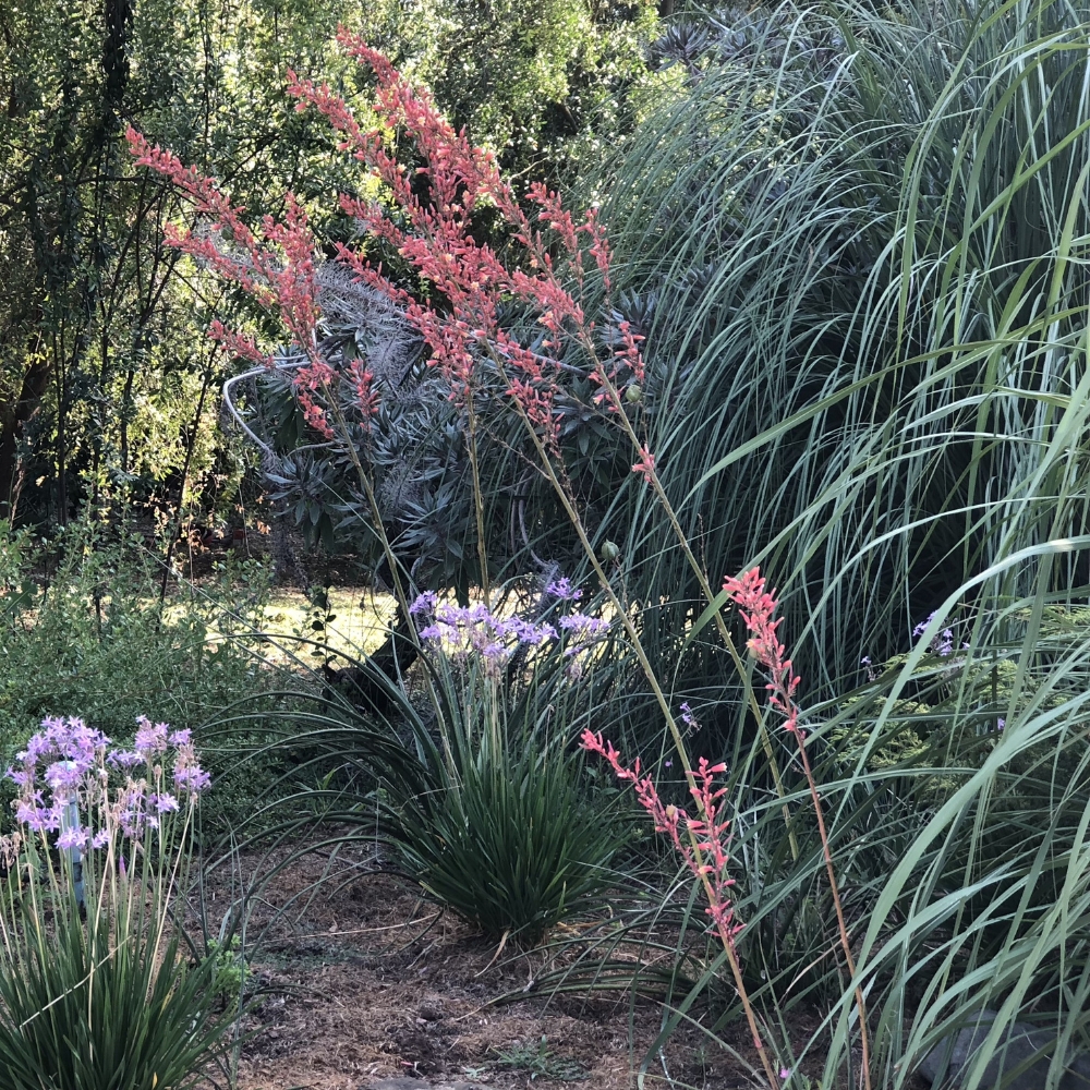 Hesperoaloe parviflora