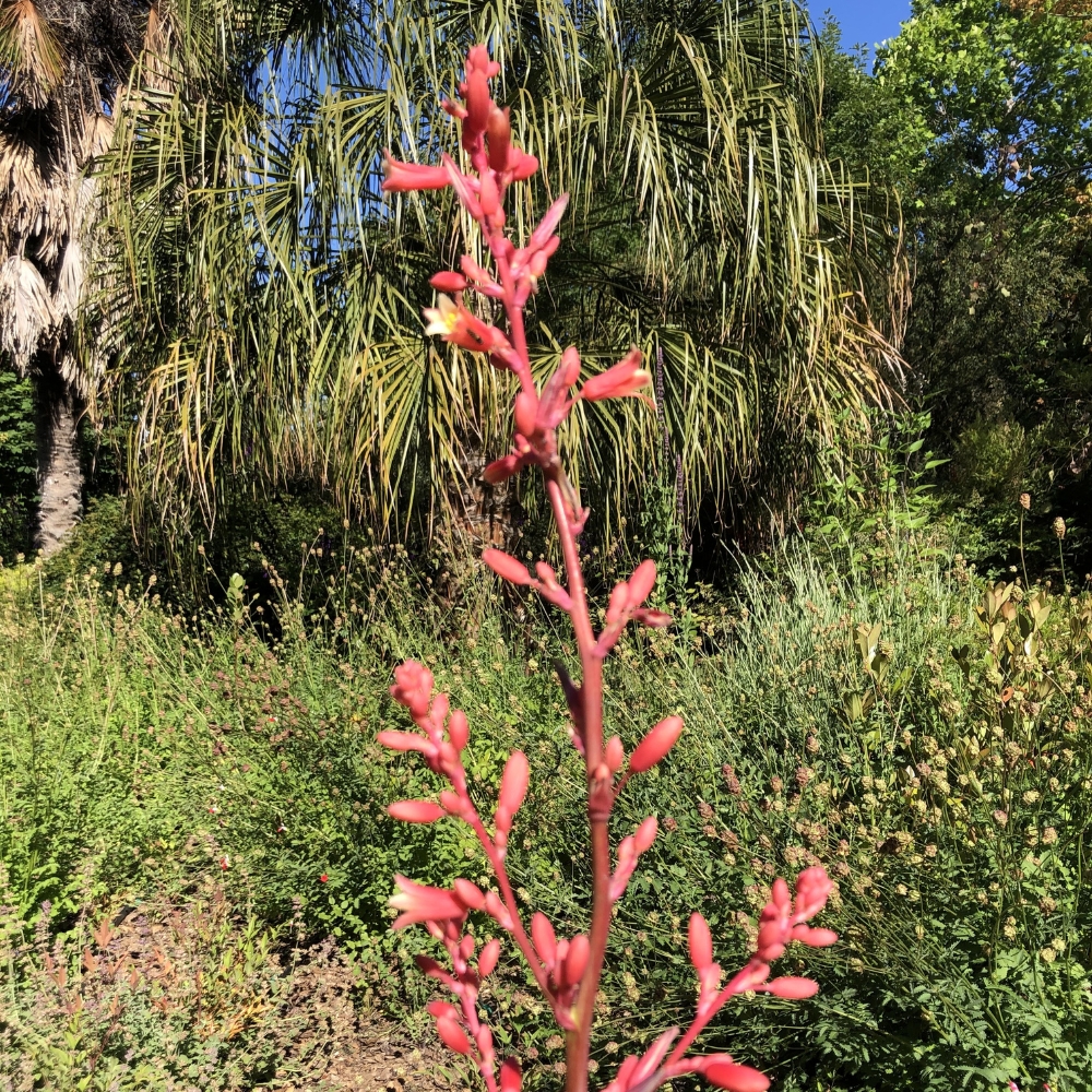 Hesperoaloe parviflora - Imagen 2
