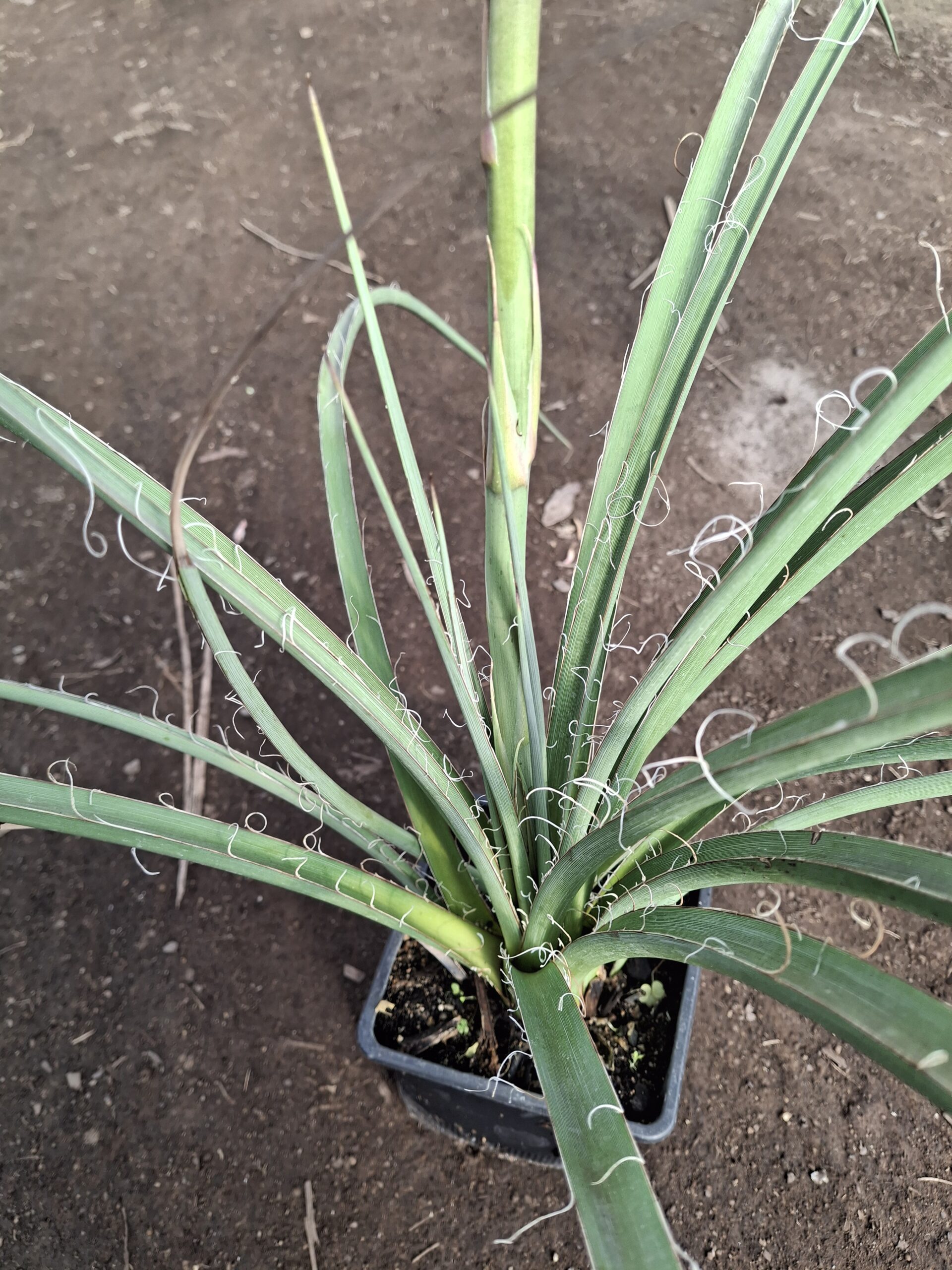 Hesperoaloe parviflora - Imagen 2