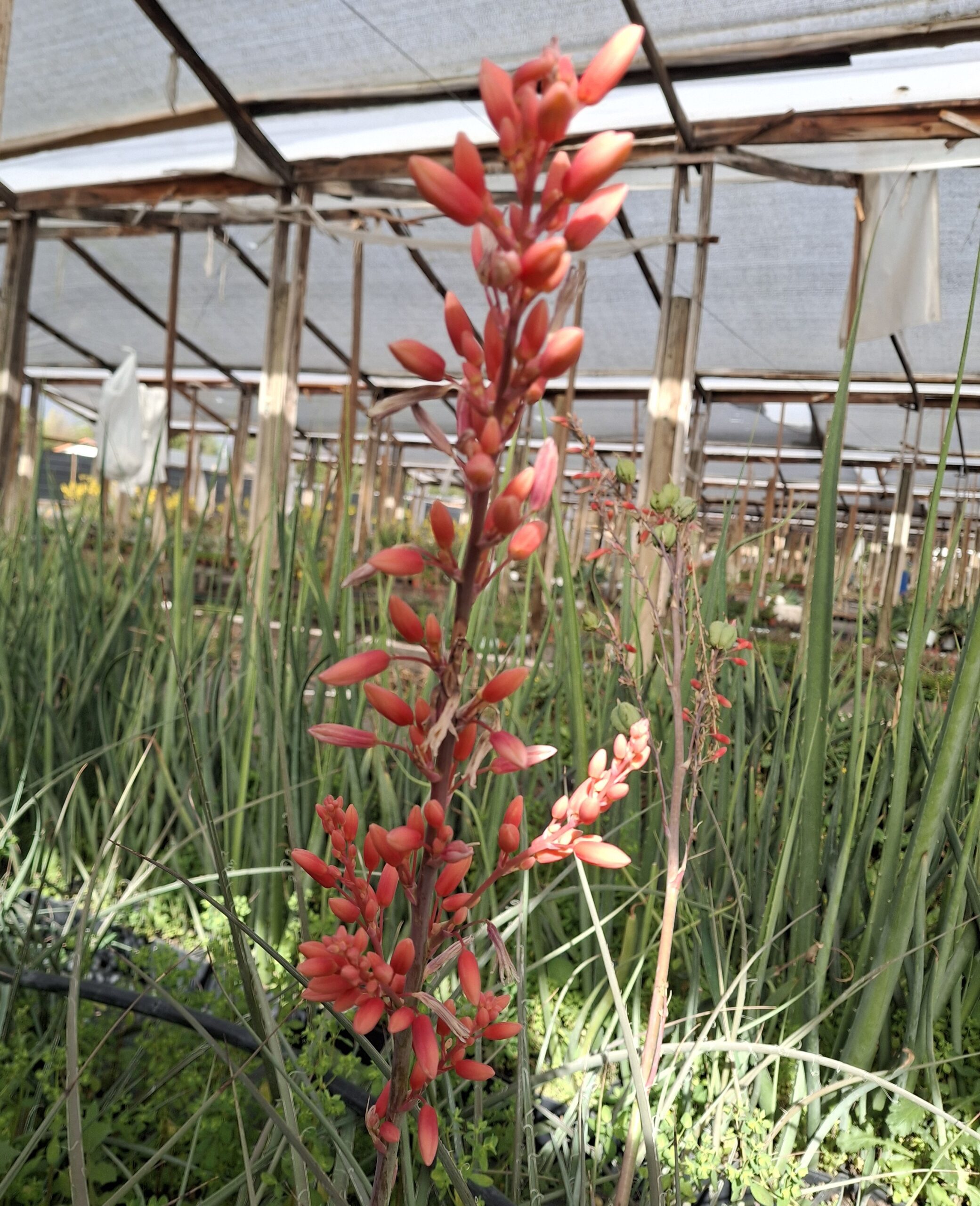 Hesperoaloe parviflora - Imagen 5