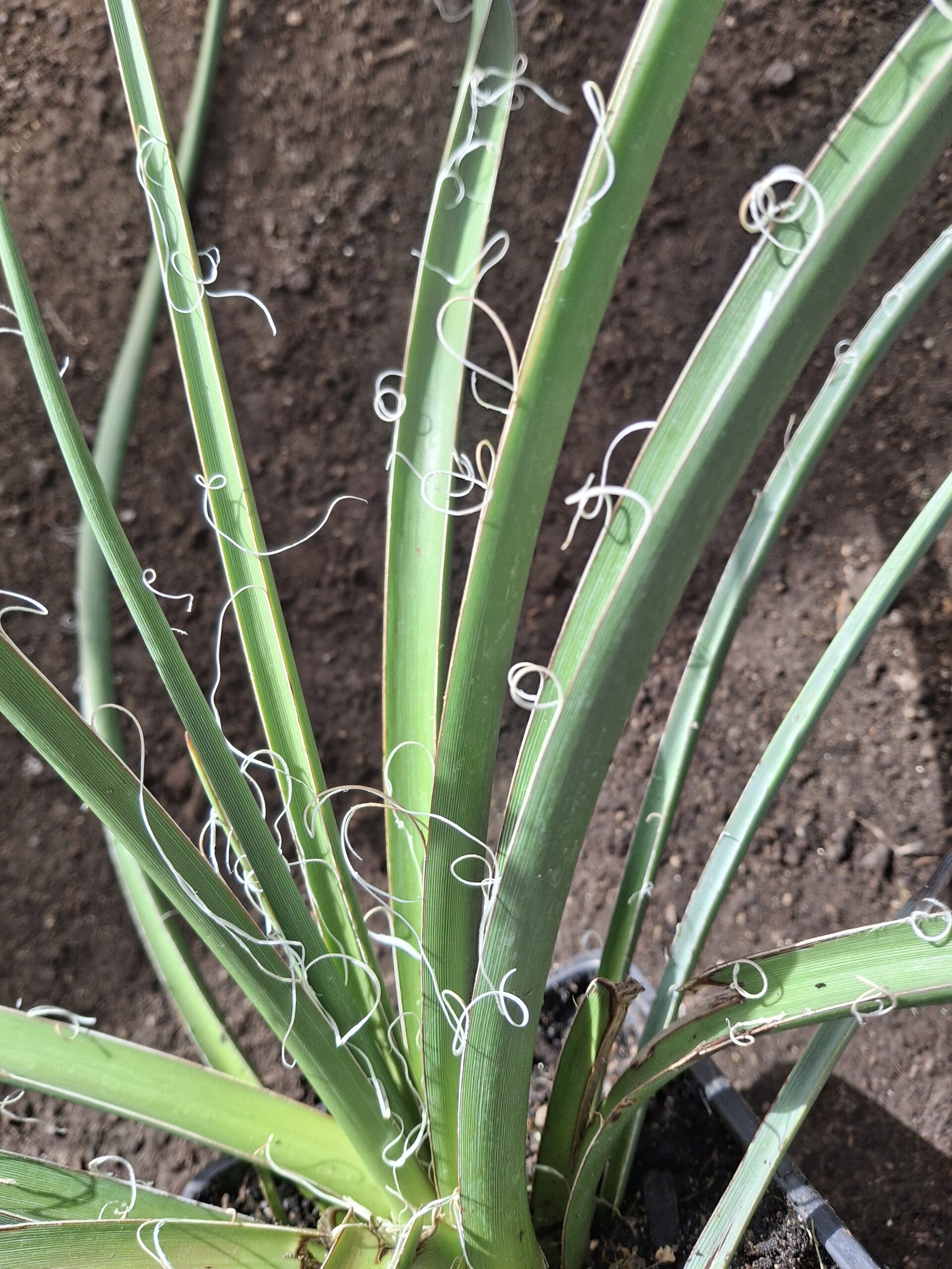 Hesperoaloe parviflora - Imagen 4