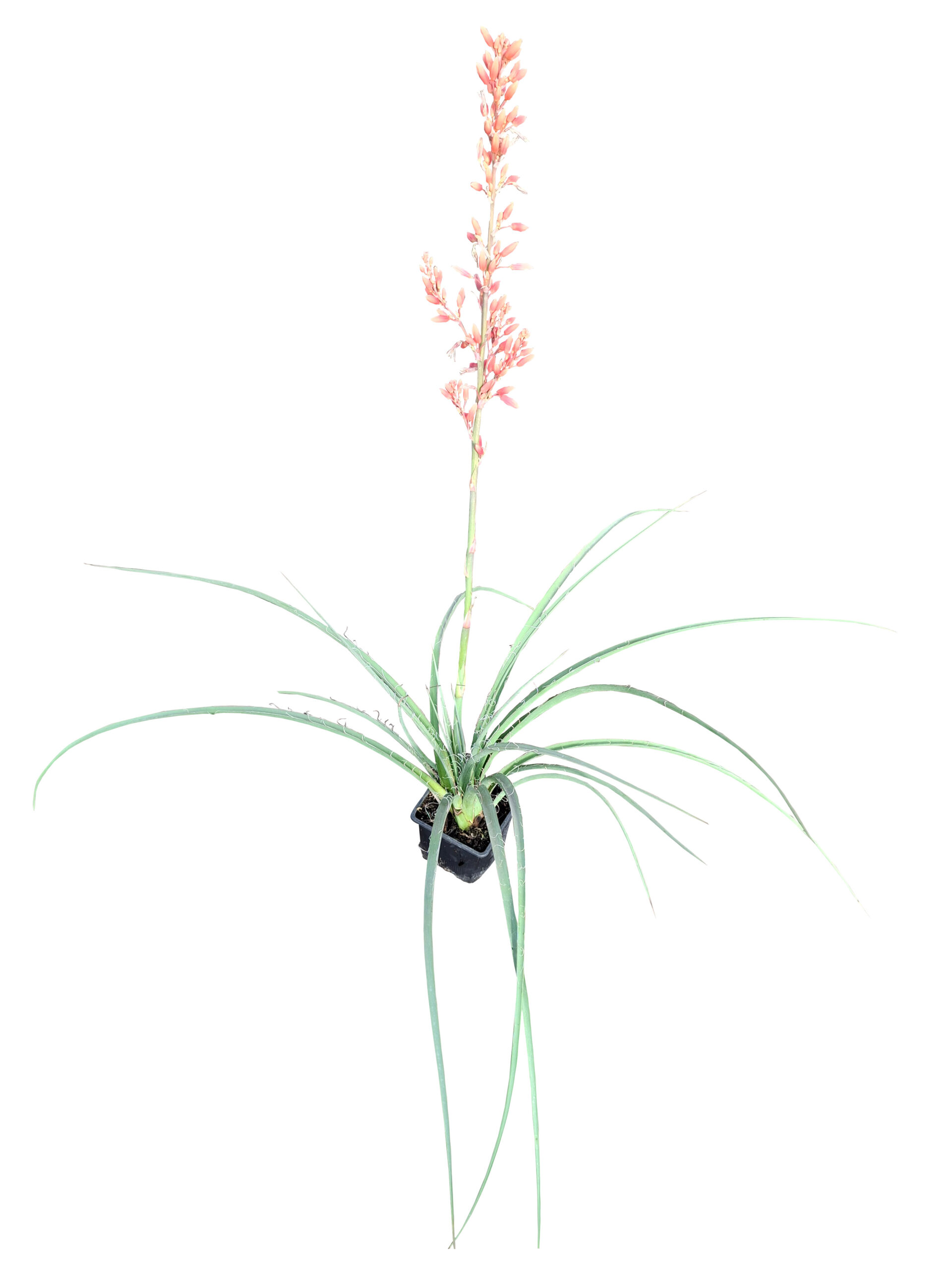 Hesperoaloe parviflora - Imagen 6