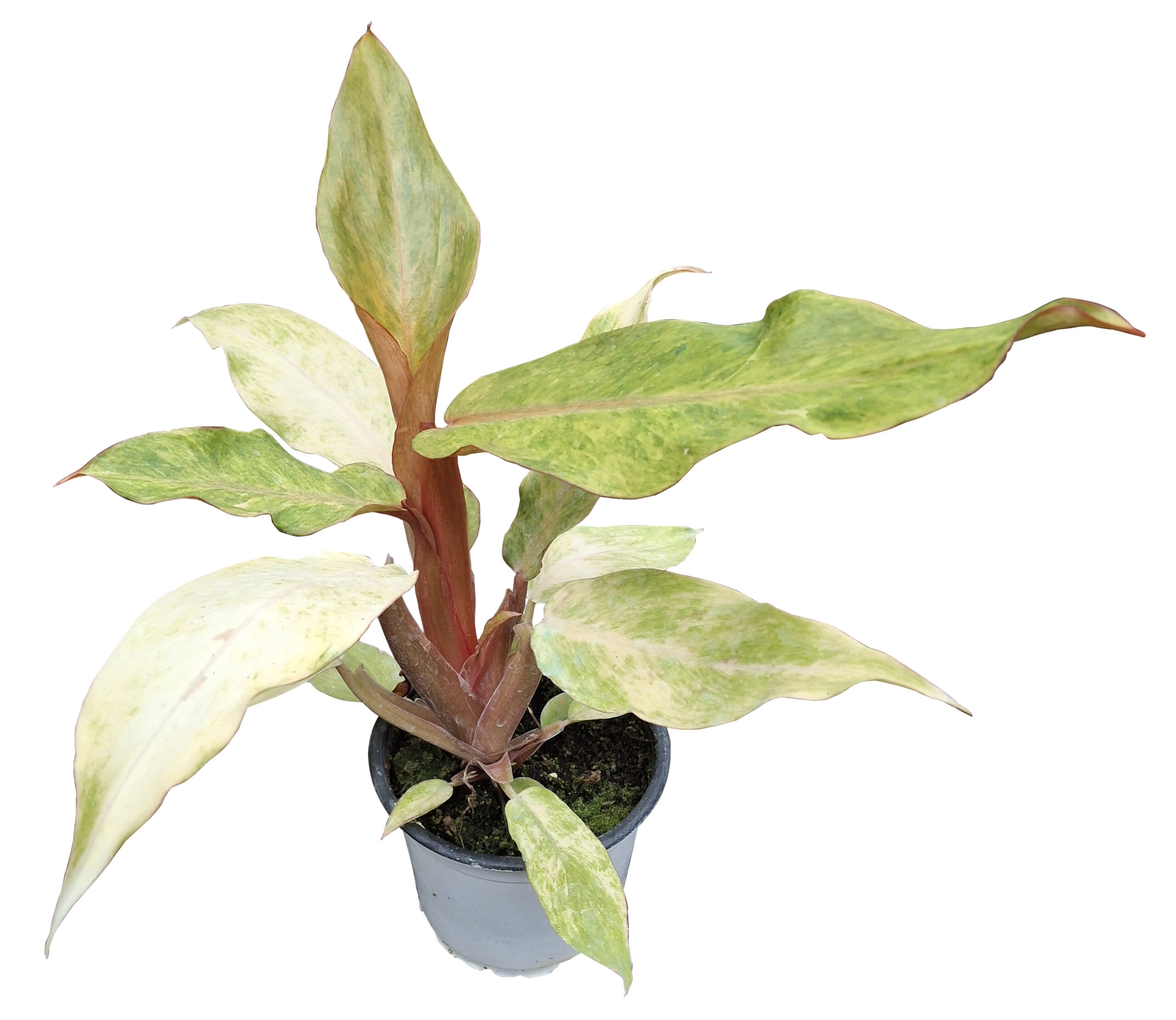 Philodendron 'Orange Mermelade' - Imagen 3