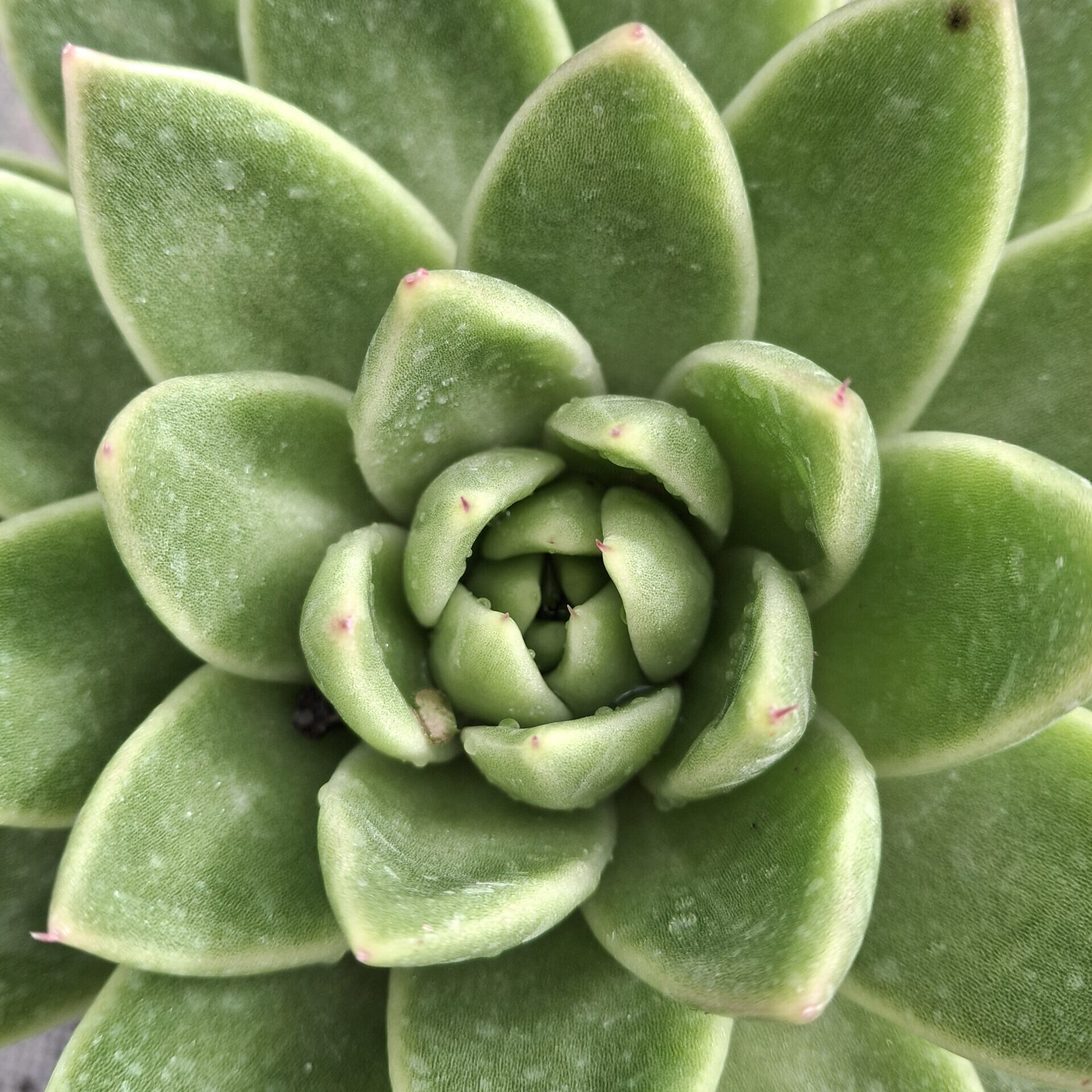 Echeveria agavoides 'Christmas'
