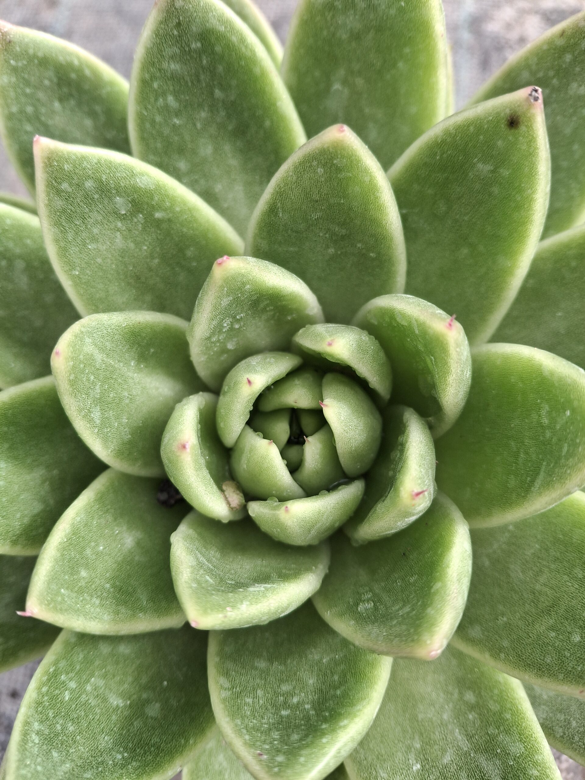 Echeveria agavoides 'Christmas'
