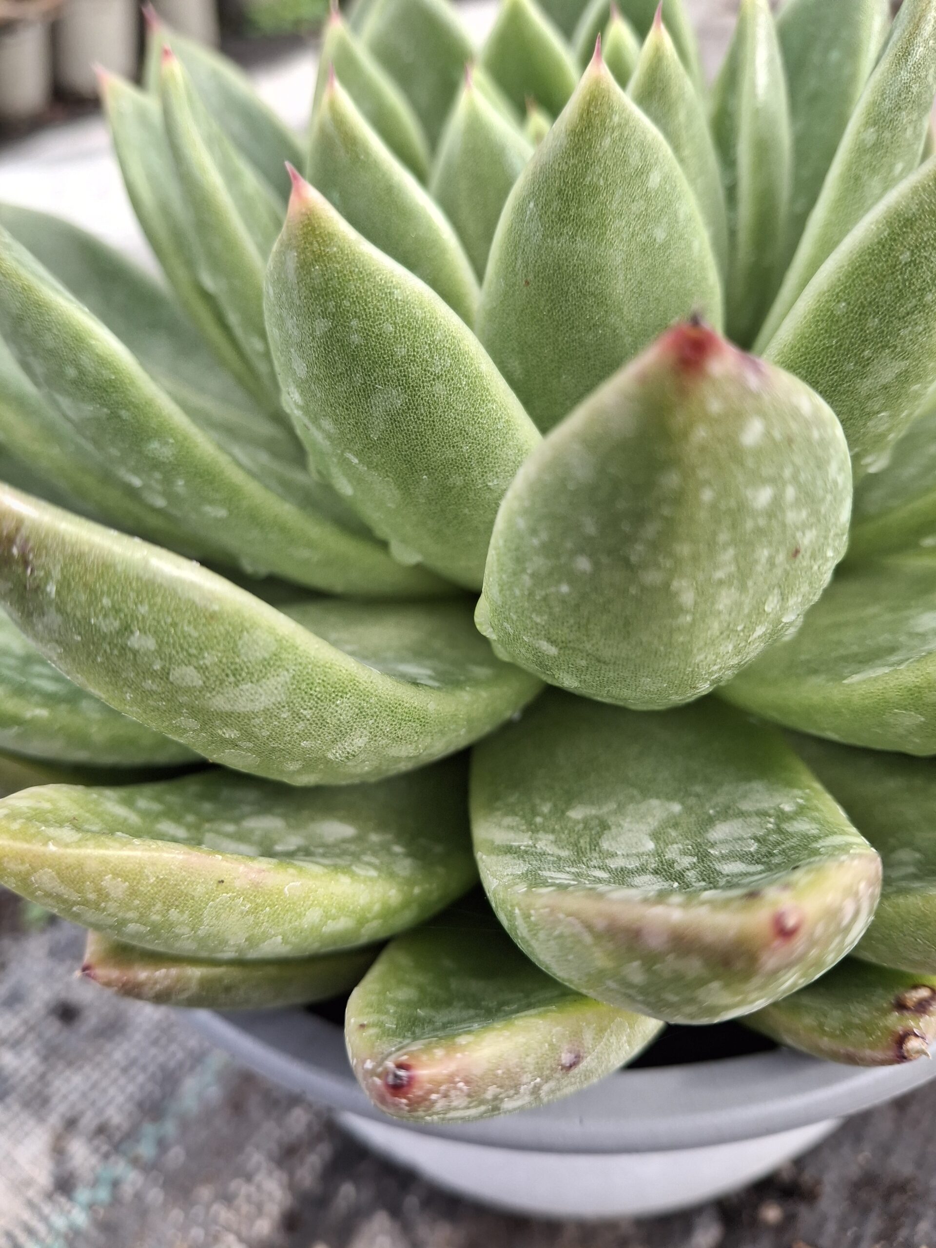 Echeveria agavoides 'Christmas' - Imagen 2