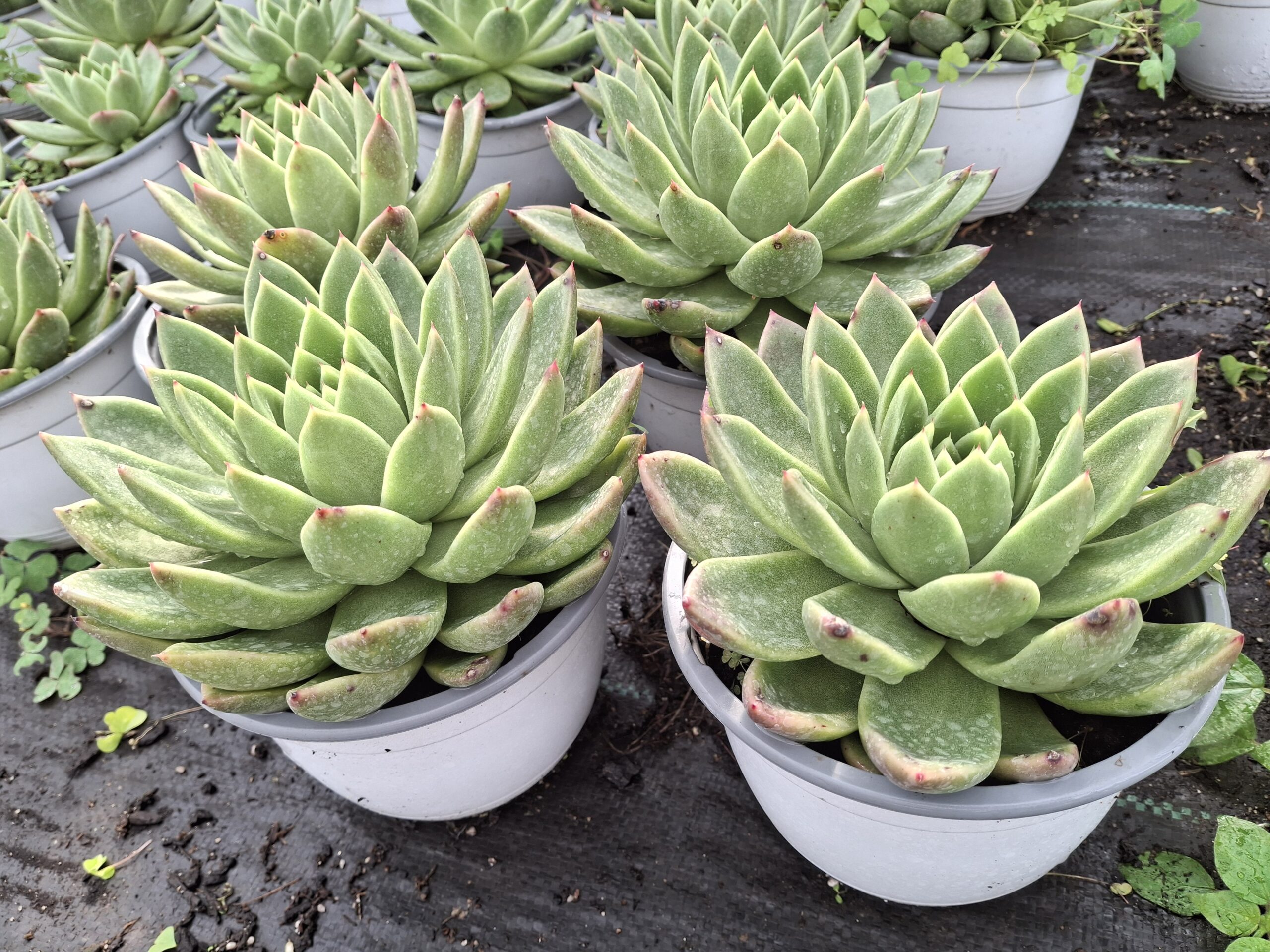 Echeveria agavoides 'Christmas' - Imagen 3