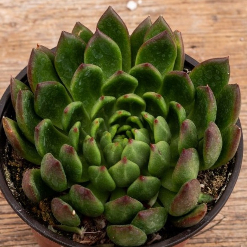 Echeveria agavoides 'Christmas'