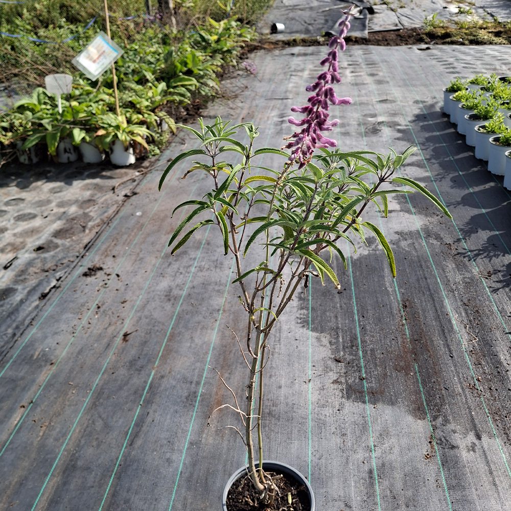 Salvia leucantha 'Santa Barbara' - Imagen 5