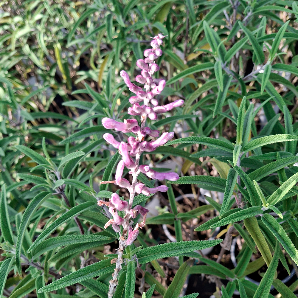 Salvia leucantha 'Santa Barbara'