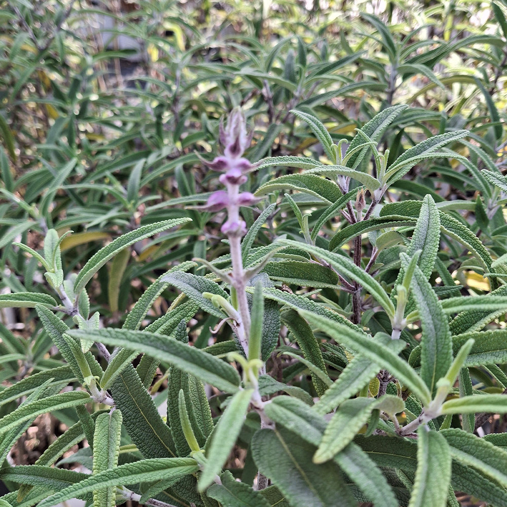 Salvia leucantha 'Santa Barbara' - Imagen 4