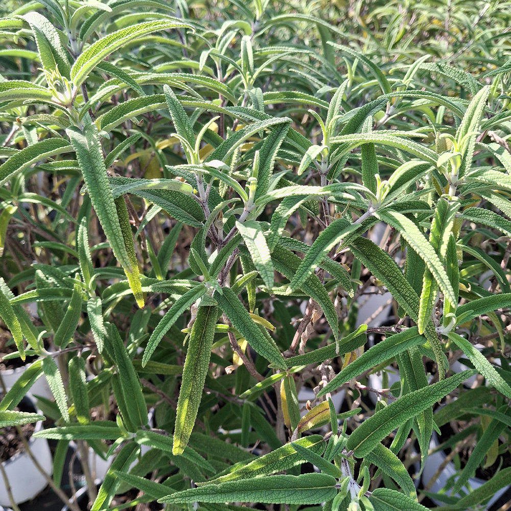 Salvia leucantha 'Santa Barbara' - Imagen 3