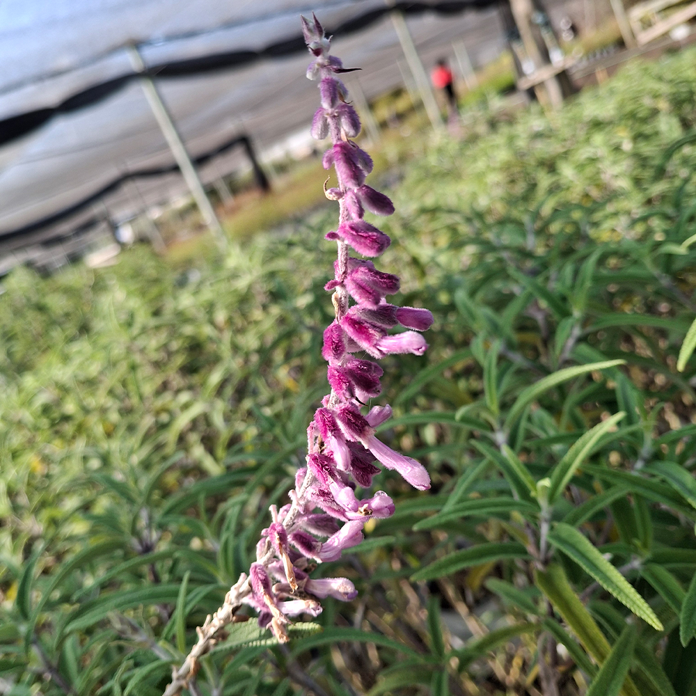 Salvia leucantha 'Santa Barbara' - Imagen 2