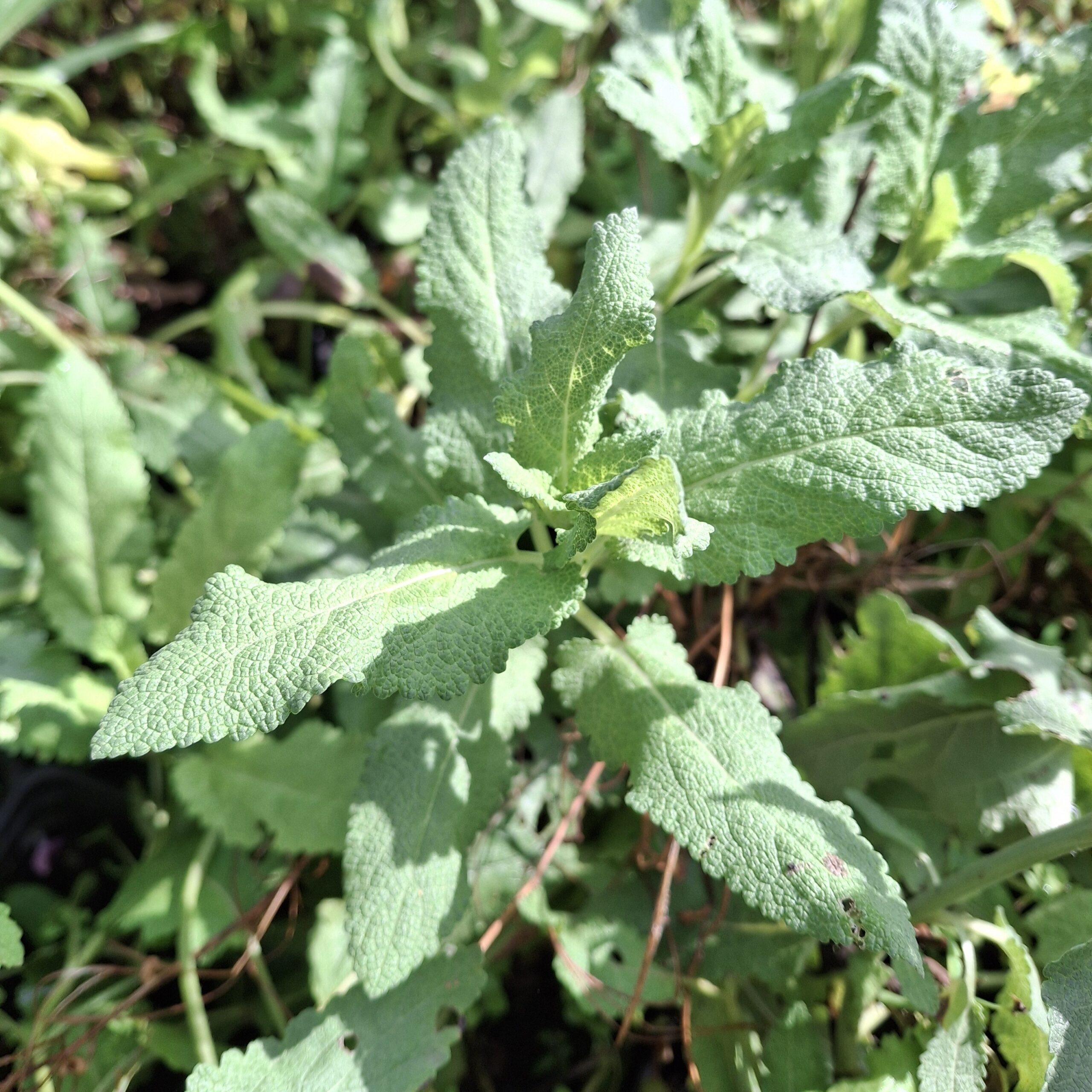 Salvia superba 'Purple' - Imagen 6