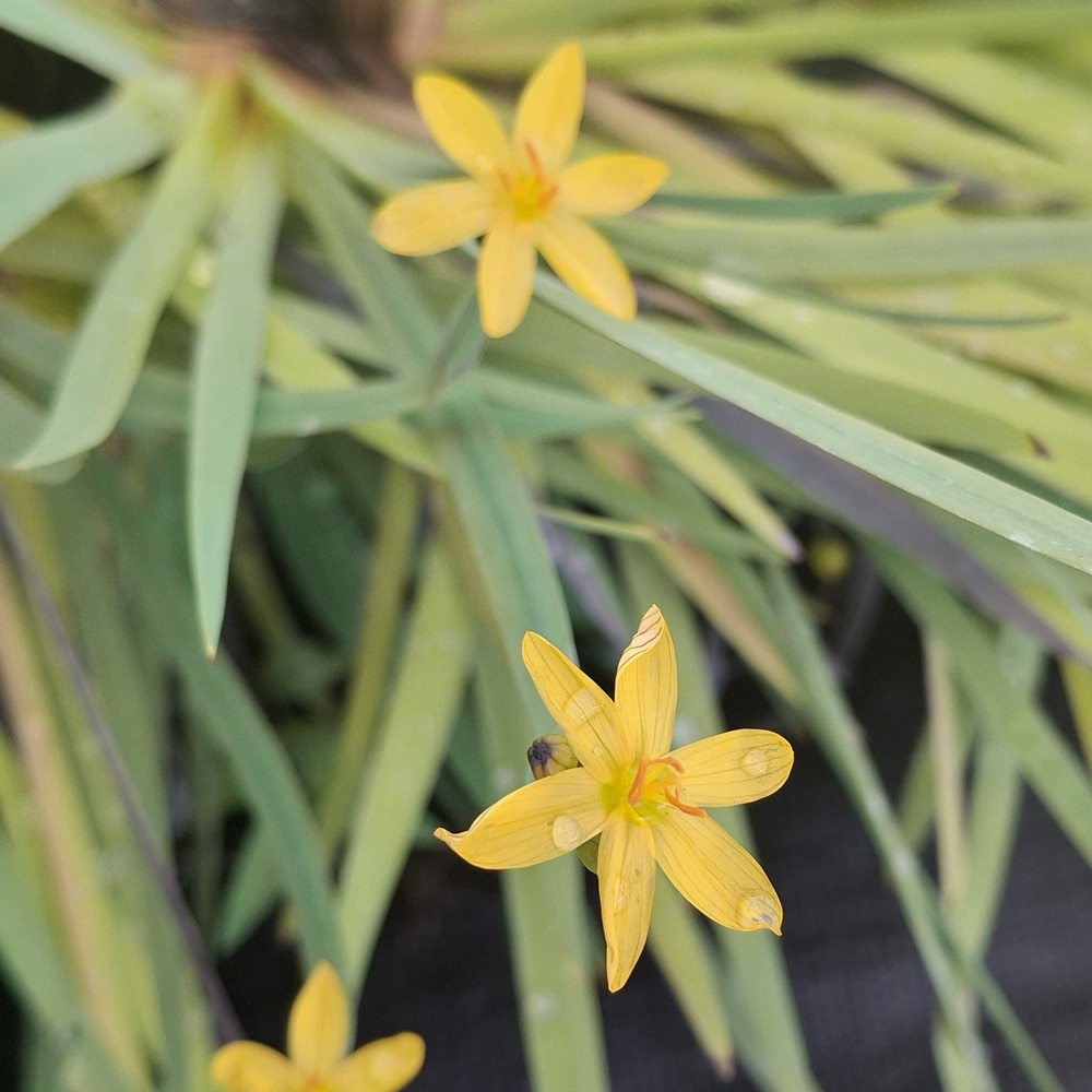 Sisyrinchium arenarium (Sisyrinchium amarillo)