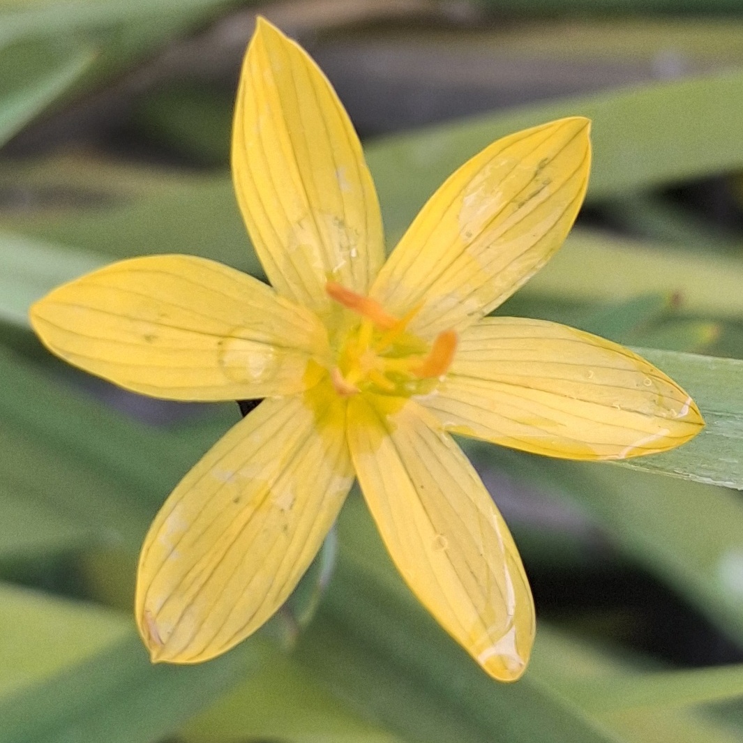 Sisyrinchium arenarium (Sisyrinchium amarillo) - Imagen 2