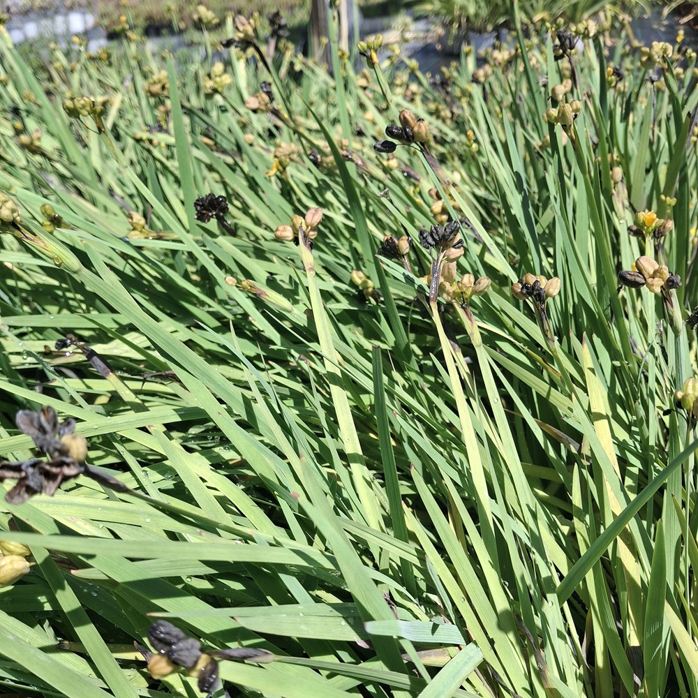 Sisyrinchium arenarium (Sisyrinchium amarillo) - Imagen 3