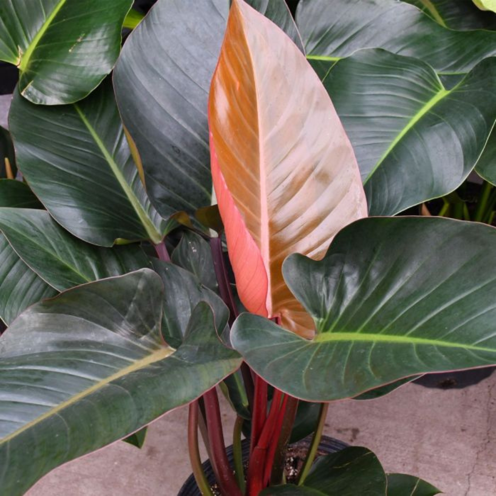 Philodendron 'Congo'