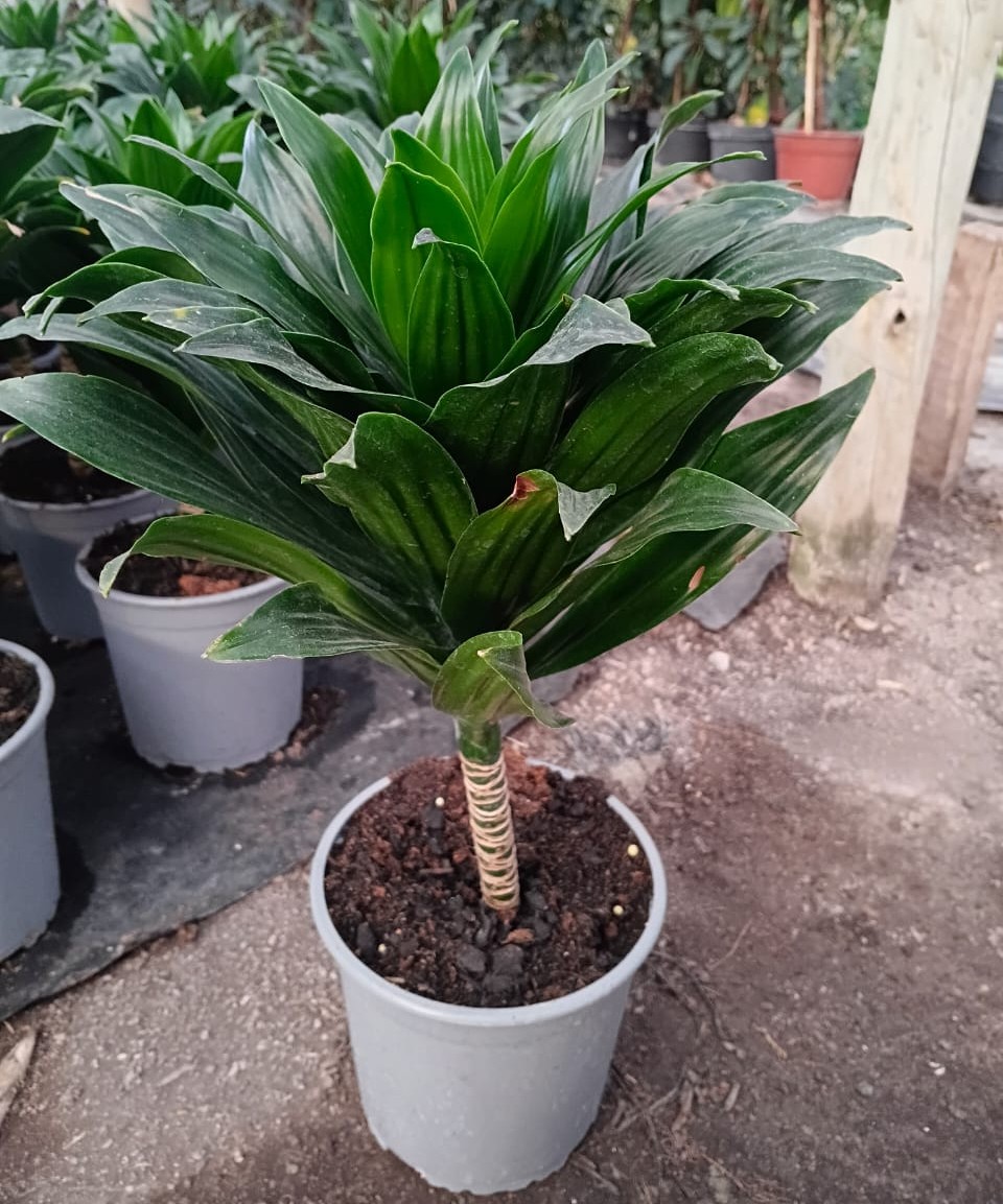 Dracena deremensis - Imagen 2