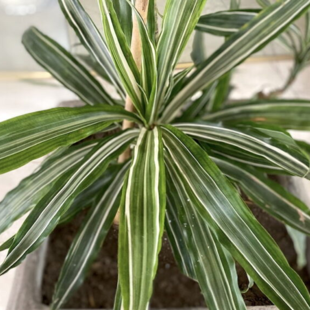 Dracena deremensis