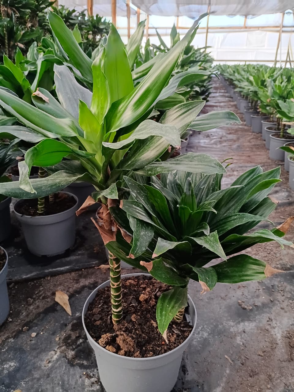 Dracena deremensis - Imagen 3