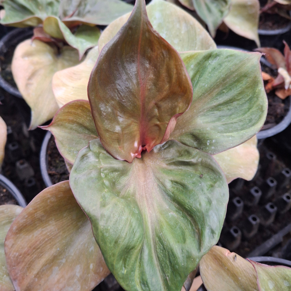 Philodendron 'Red Heart'