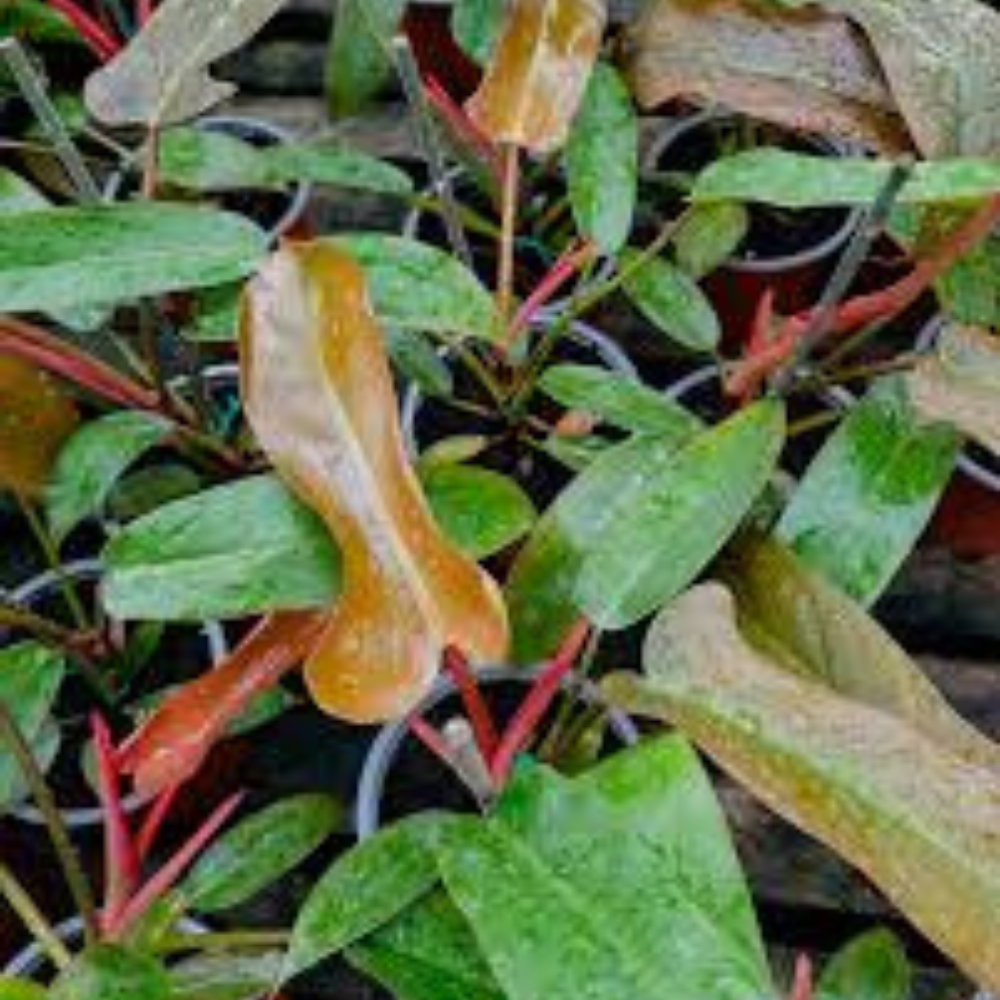 Philodendron 'Florida Bronze'
