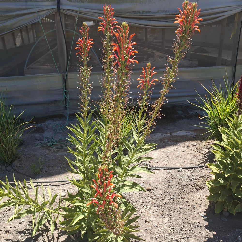 Lobelia excelsa - Imagen 2