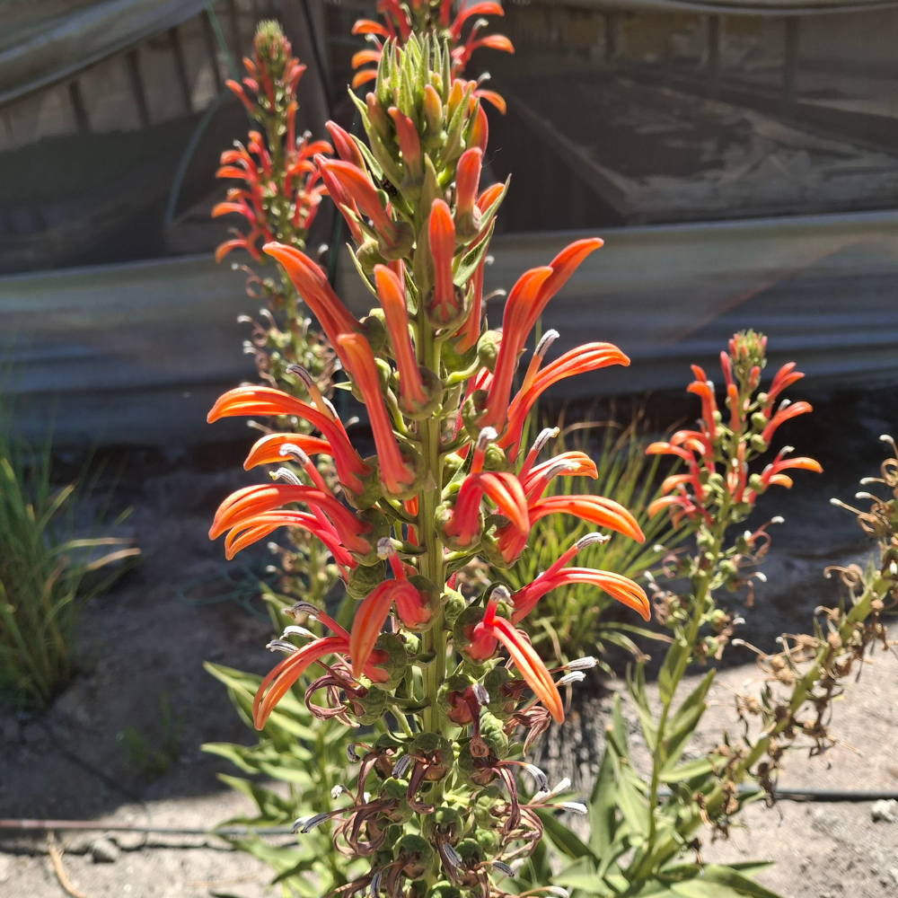 Lobelia excelsa
