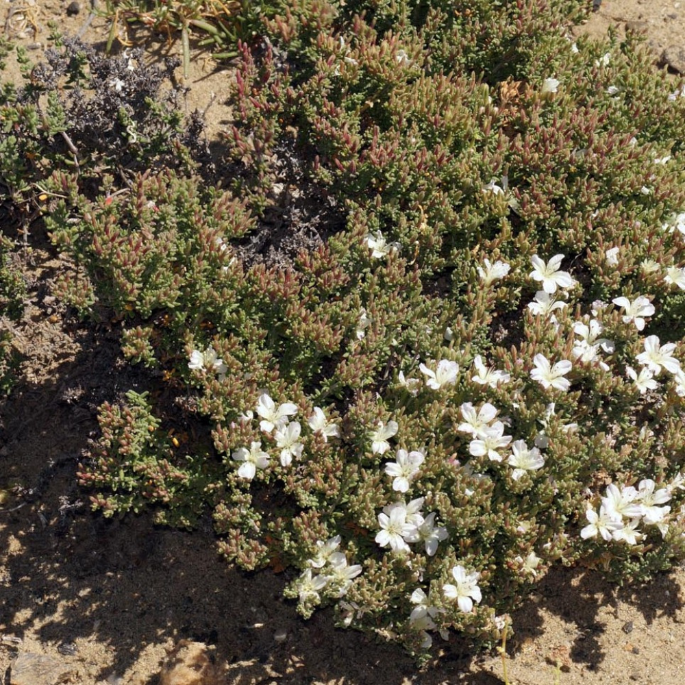 Frankenia chilensis